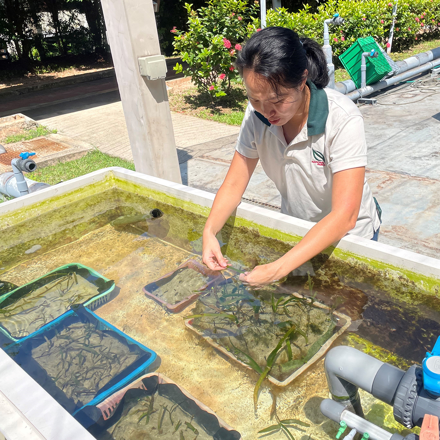 Discovery of new planting methods for future seagrass restoration projects