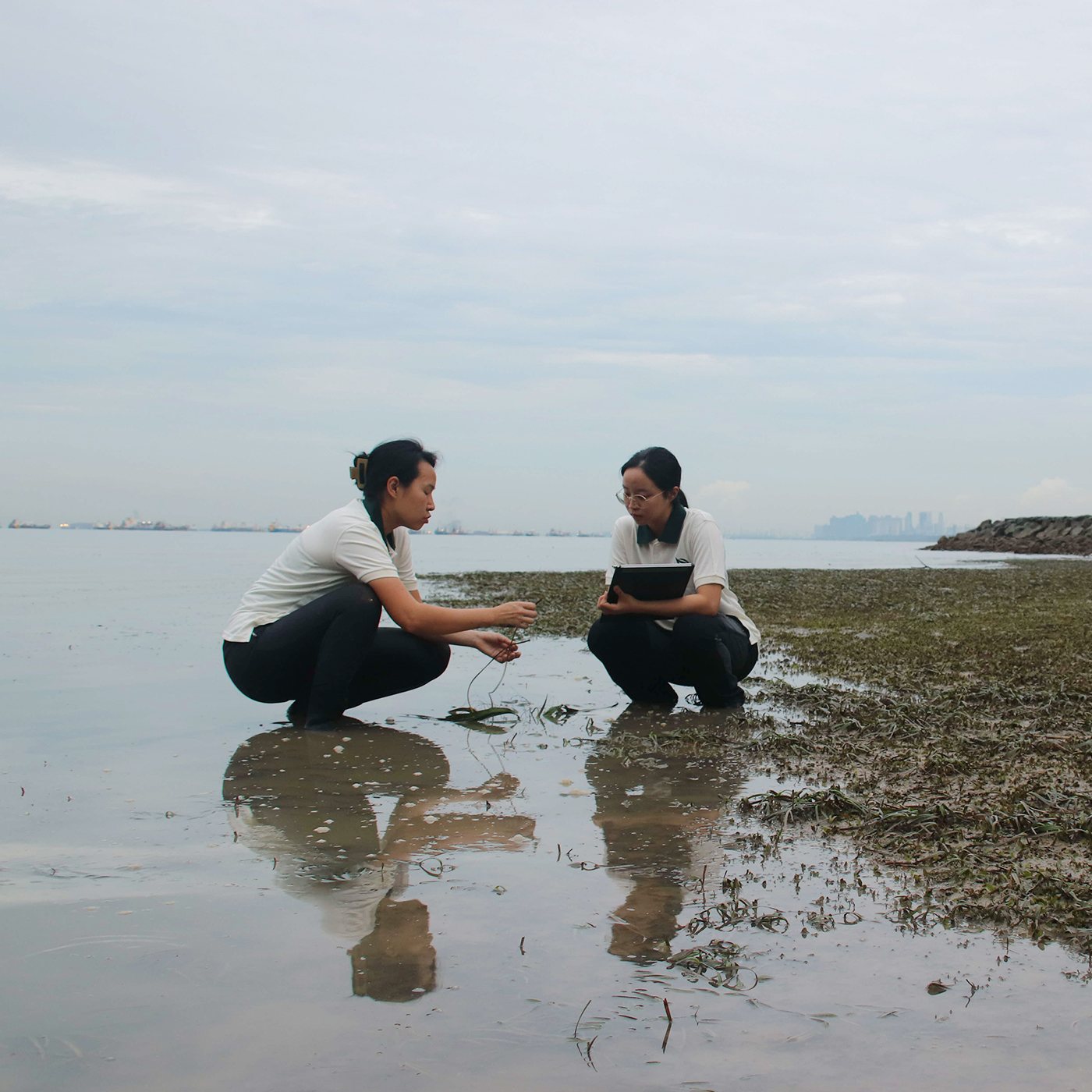 How OCBC contributes to seagrass conservation and restoration in Singapore