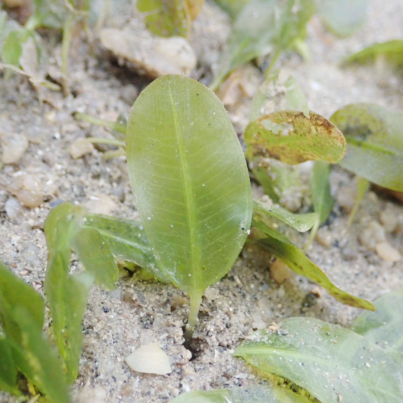 The role of seagrass meadows in tackling climate change