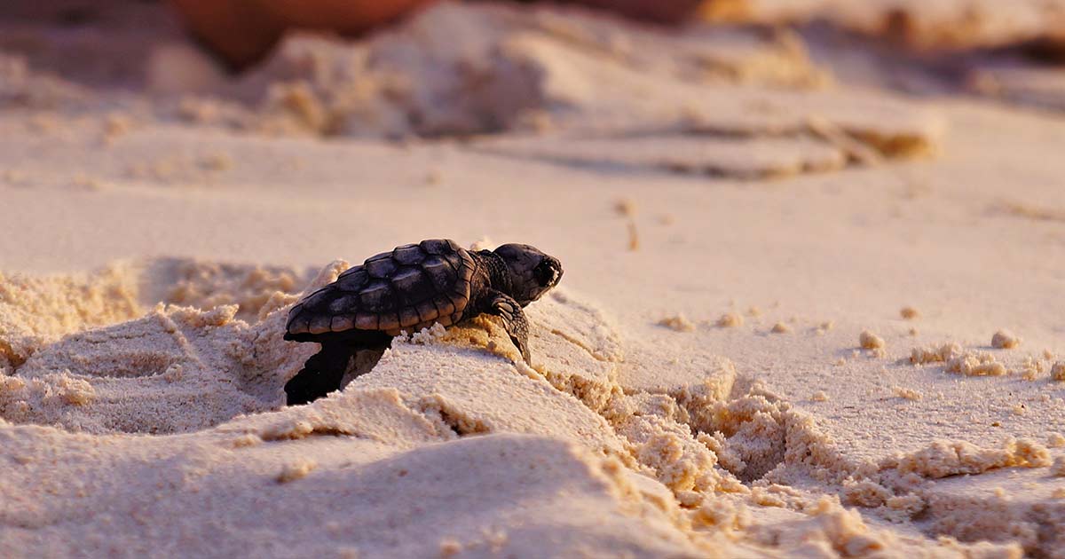 Kuta Beach Sea Turtle Conservation Centre